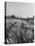 Young Couple Walking by a Grain Field-Ed Clark-Premier Image Canvas