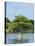 Young Cyprus Tree, Everglades, UNESCO World Heritage Site, Florida, USA, North America-Michael DeFreitas-Premier Image Canvas