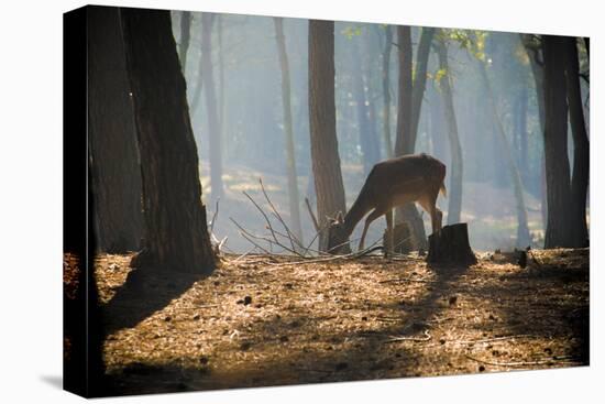 Young Deer Posing in the Forest-Fotografiecor-Premier Image Canvas