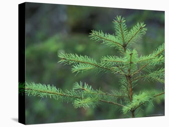 Young Douglas Fir Tree, North Cascades National Park, Washington, USA-Brent Bergherm-Premier Image Canvas