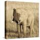 Young Elephant-Susann Parker-Stretched Canvas