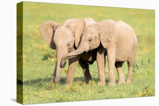 Young Elephants, Masai Mara, Kenya, East Africa, Africa-Karen Deakin-Premier Image Canvas