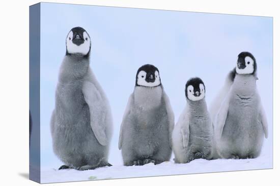 Young Emperor Penguins-DLILLC-Premier Image Canvas