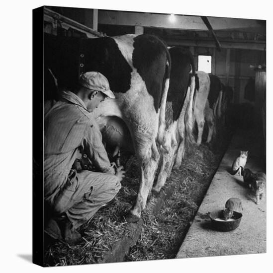 Young Farmer Milking a Row of Cows in a Barn, Kittens and Pan of Milk Nearby-Gordon Parks-Premier Image Canvas