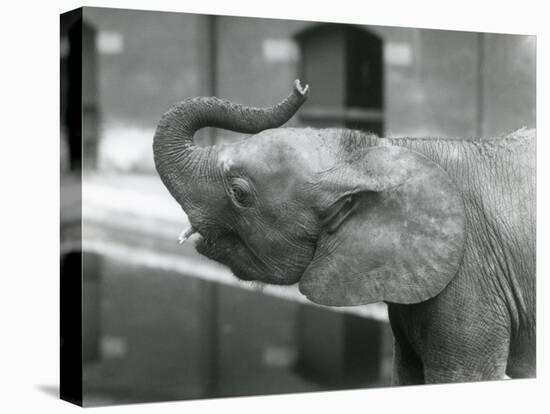 Young female African Pygmy Elephant 'Oojah' raising her trunk at London Zoo, July 1925 (b/w photo)-Frederick William Bond-Premier Image Canvas