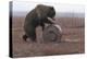 Young Female Kamchatka Brown Bear (Ursus Arctos Beringianus) Playing with Oil Drum-Igor Shpilenok-Premier Image Canvas