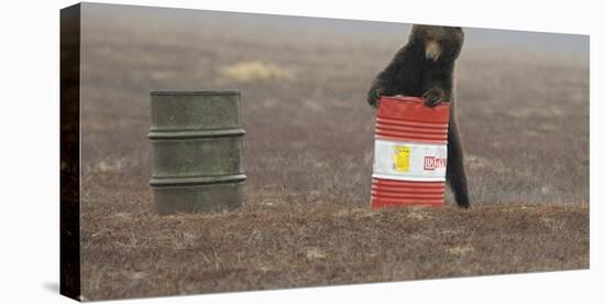 Young Female Kamchatka Brown Bear (Ursus Arctos Beringianus) Playing with Oil Drum-Igor Shpilenok-Premier Image Canvas
