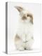 Young Fluffy Rabbit Standing Up-Mark Taylor-Premier Image Canvas