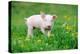 Young Funny Pig on a Spring Green Grass-Volodymyr Burdiak-Premier Image Canvas