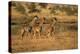 Young giraffes (Giraffa camelopardalis), Serengeti National Park, Tanzania, East Africa, Africa-null-Premier Image Canvas