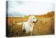 Young Golden Retriever for a Walk in Nature. Dog Breed Labrador Outdoors.-Evgeny Bakharev-Premier Image Canvas