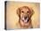 Young Golden Retriever Portrait-Jai Johnson-Premier Image Canvas