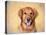 Young Golden Retriever Portrait-Jai Johnson-Premier Image Canvas