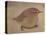 Young Goldfinch-Jennifer Kennard-Premier Image Canvas