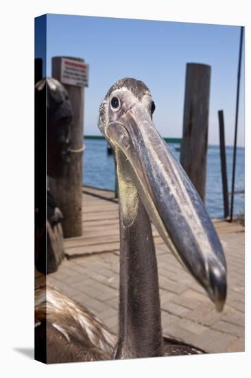 Young Great White Pelican Head-Reinhard Dirscherl-Premier Image Canvas