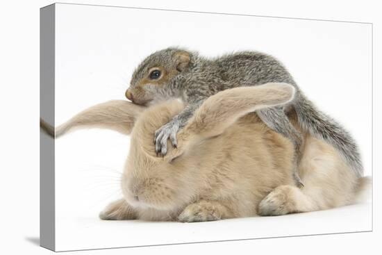 Young Grey Squirrel and Sandy Rabbit-Mark Taylor-Premier Image Canvas