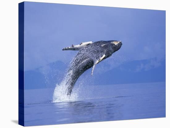 Young Humpback Whale Breaching in Frederick Sound-Paul Souders-Premier Image Canvas