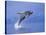 Young Humpback Whale Breaching in Frederick Sound-Paul Souders-Premier Image Canvas