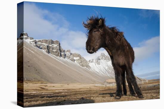 Young Icelandic Horse Near Stokkness, Iceland, March-Niall Benvie-Premier Image Canvas