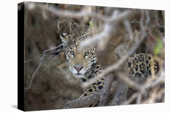 Young Jaguar (Panthera onca) in a tree, Cuiaba River, Pantanal, Mato Grosso, Brazil, South America-G&M Therin-Weise-Premier Image Canvas