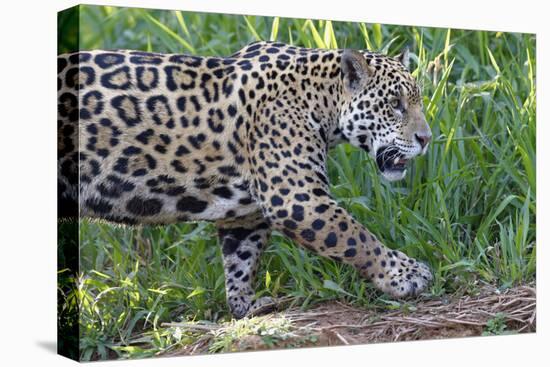 Young Jaguar (Panthera onca) on a riverbank, Cuiaba river, Pantanal, Mato Grosso, Brazil, South Ame-G&M Therin-Weise-Premier Image Canvas