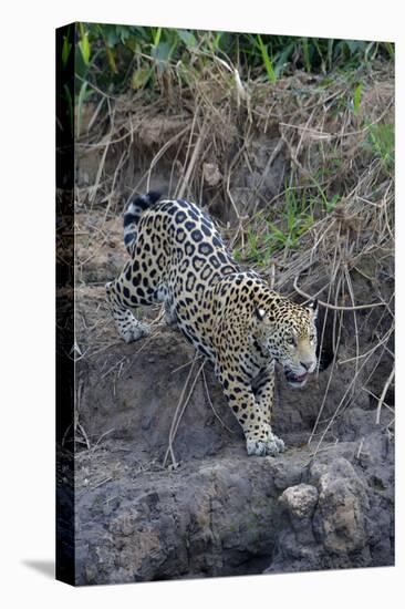 Young jaguar (Panthera onca) stalking on riverbank, Cuiaba River, Pantanal, Mato Grosso State, Braz-G&M Therin-Weise-Premier Image Canvas