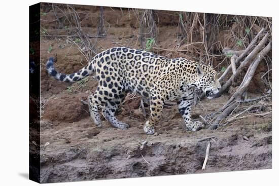 Young Jaguar (Panthera onca) walking on a riverbank, Cuiaba River, Pantanal, Mato Grosso, Brazil, S-G&M Therin-Weise-Premier Image Canvas