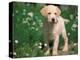 Young Labrador Retriever Portrait-Adriano Bacchella-Premier Image Canvas