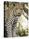 Young Leopard, Kruger National Park, South Africa, Africa-James Hager-Premier Image Canvas