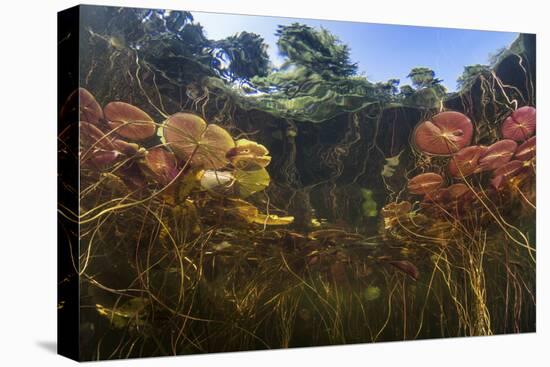 Young Lily Pads Grow to the Surface Along the Edge of a Freshwater Lake-Stocktrek Images-Premier Image Canvas