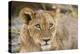 Young Lion cub (Panthera leo), about 6 months old, Khwai Private Reserve, Okavango Delta, Botswana-Gary Cook-Premier Image Canvas