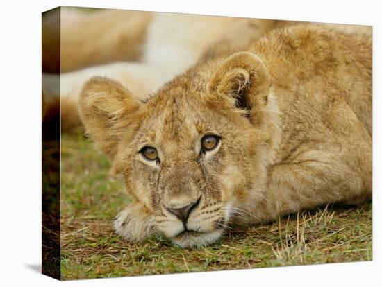 Young Lion in Grass-Arthur Morris-Premier Image Canvas