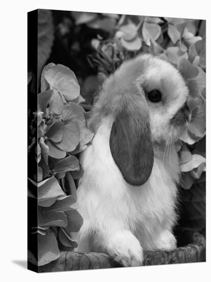 Young Lop Eared Domestic Rabbit, USA-Lynn M. Stone-Premier Image Canvas