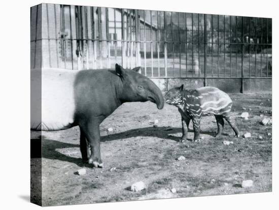 Young Malayan Tapir with its Mother at London Zoo, 5th October 1921-Frederick William Bond-Premier Image Canvas