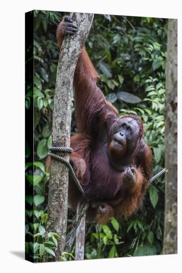 Young Male Bornean Orangutan (Pongo Pygmaeus), Malaysia-Michael Nolan-Premier Image Canvas