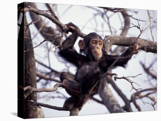 Young Male Chimpanzee, Gombe National Park, Tanzania-Kristin Mosher-Premier Image Canvas
