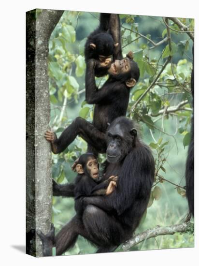 Young Male Chimpanzees Play, Gombe National Park, Tanzania-Kristin Mosher-Premier Image Canvas