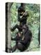 Young Male Chimpanzees Play, Gombe National Park, Tanzania-Kristin Mosher-Premier Image Canvas