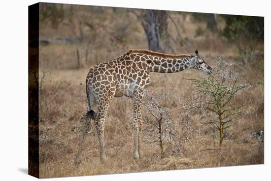 Young Masai giraffe (Giraffa camelopardalis tippelskirchi) feeding, Selous Game Reserve, Tanzania, -James Hager-Premier Image Canvas