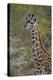 Young Masai giraffe (Giraffa camelopardalis tippelskirchi), Selous Game Reserve, Tanzania, East Afr-James Hager-Premier Image Canvas