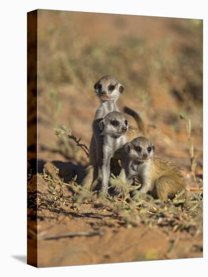 Young Meerkat, Kgalagadi Transfrontier Park, Northern Cape, South Africa-Toon Ann & Steve-Premier Image Canvas