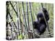 Young Mountain Gorilla Climbing on Bamboo, Volcanoes National Park, Rwanda, Africa-Eric Baccega-Premier Image Canvas