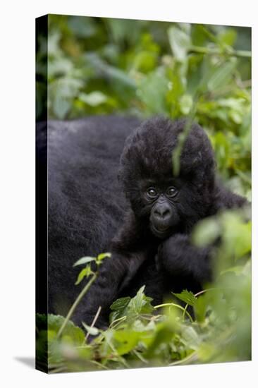 Young Mountain Gorilla (Gorilla Gorilla Beringei), Kongo, Rwanda, Africa-Thorsten Milse-Premier Image Canvas