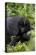 Young Mountain Gorilla (Gorilla Gorilla Beringei), Kongo, Rwanda, Africa-Thorsten Milse-Premier Image Canvas