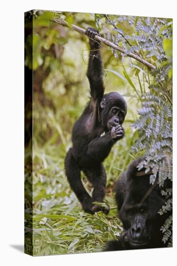 Young Mountain Gorilla Hanging from Branch-null-Premier Image Canvas