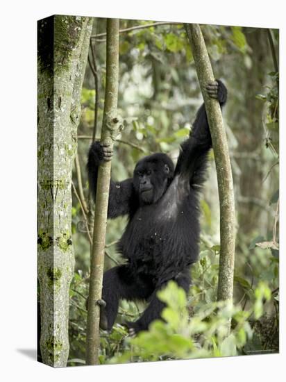 Young Mountain Gorilla Playing in the Trees, Amahoro a Group, Rwanda, Africa-James Hager-Premier Image Canvas