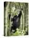 Young Mountain Gorilla Playing in the Trees, Amahoro a Group, Rwanda, Africa-James Hager-Premier Image Canvas