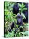 Young Mountain Gorilla Sitting, Volcanoes National Park, Rwanda, Africa-Eric Baccega-Premier Image Canvas