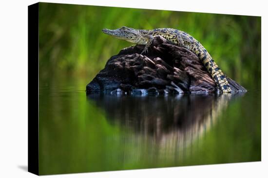 Young Nile Crocodile basking on an exposed log, Botswana-Wim van den Heever-Premier Image Canvas