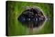 Young Nile Crocodile basking on an exposed log, Botswana-Wim van den Heever-Premier Image Canvas